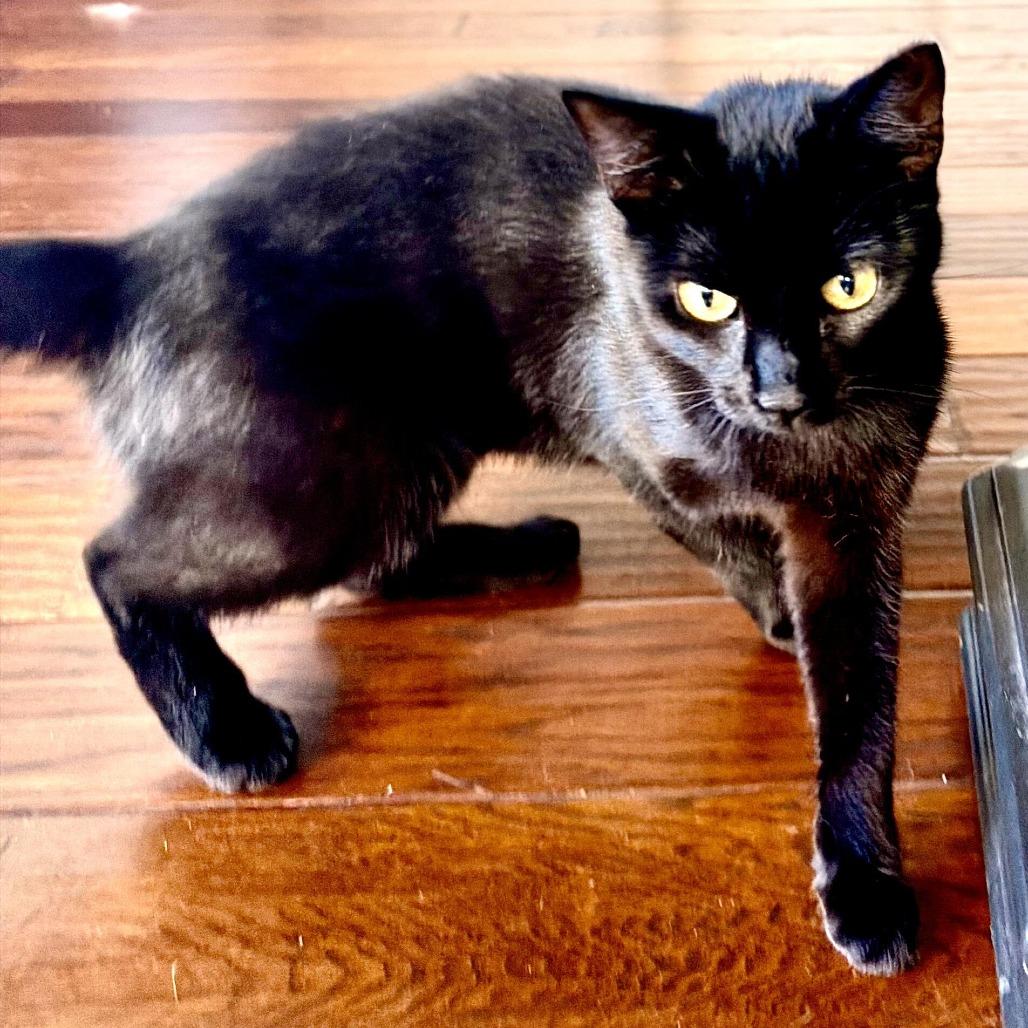 Sally, Adoptable, Young Female Domestic Short Hair.