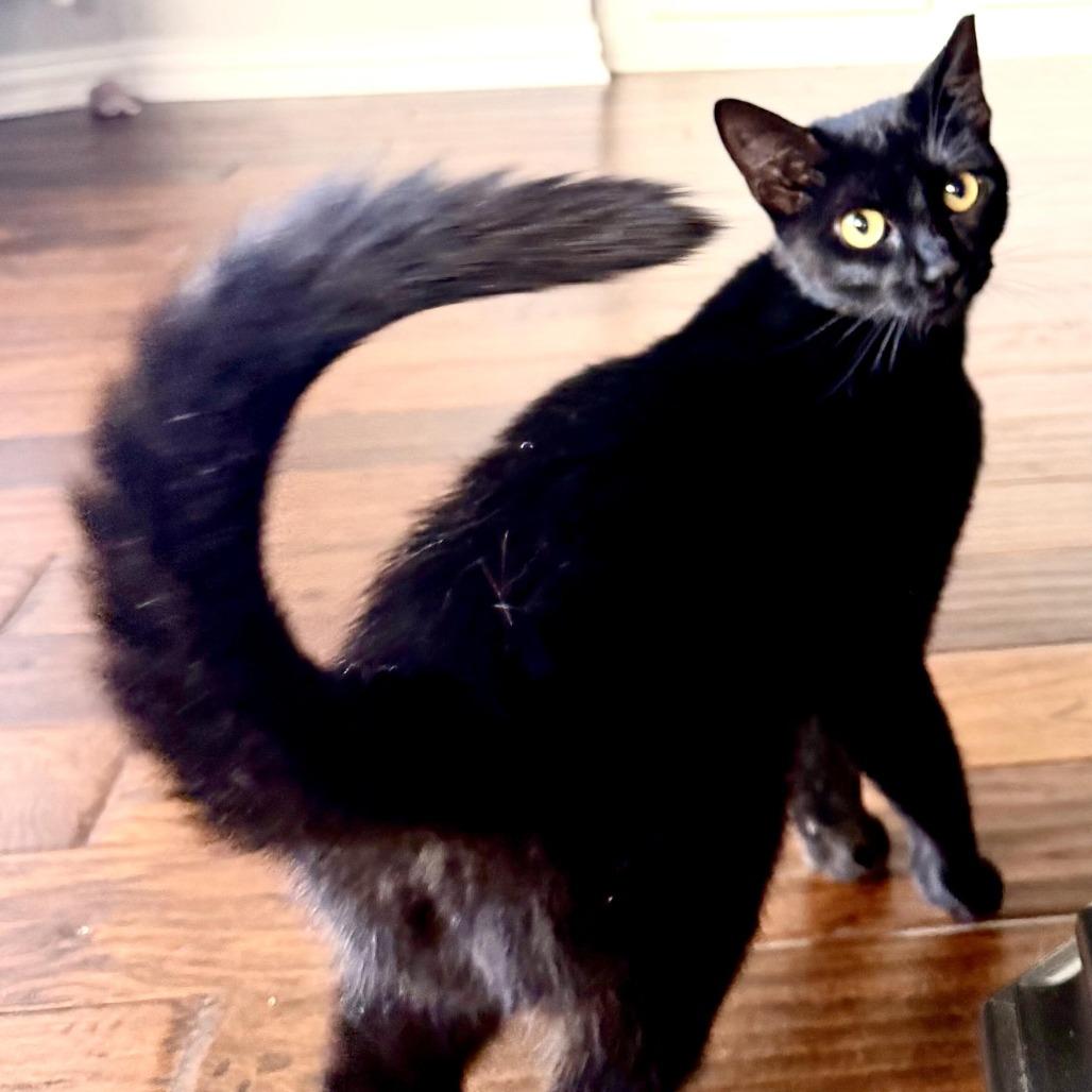 Sally, a Adoptable Domestic Short Hair in Prosper, TX image 2/6