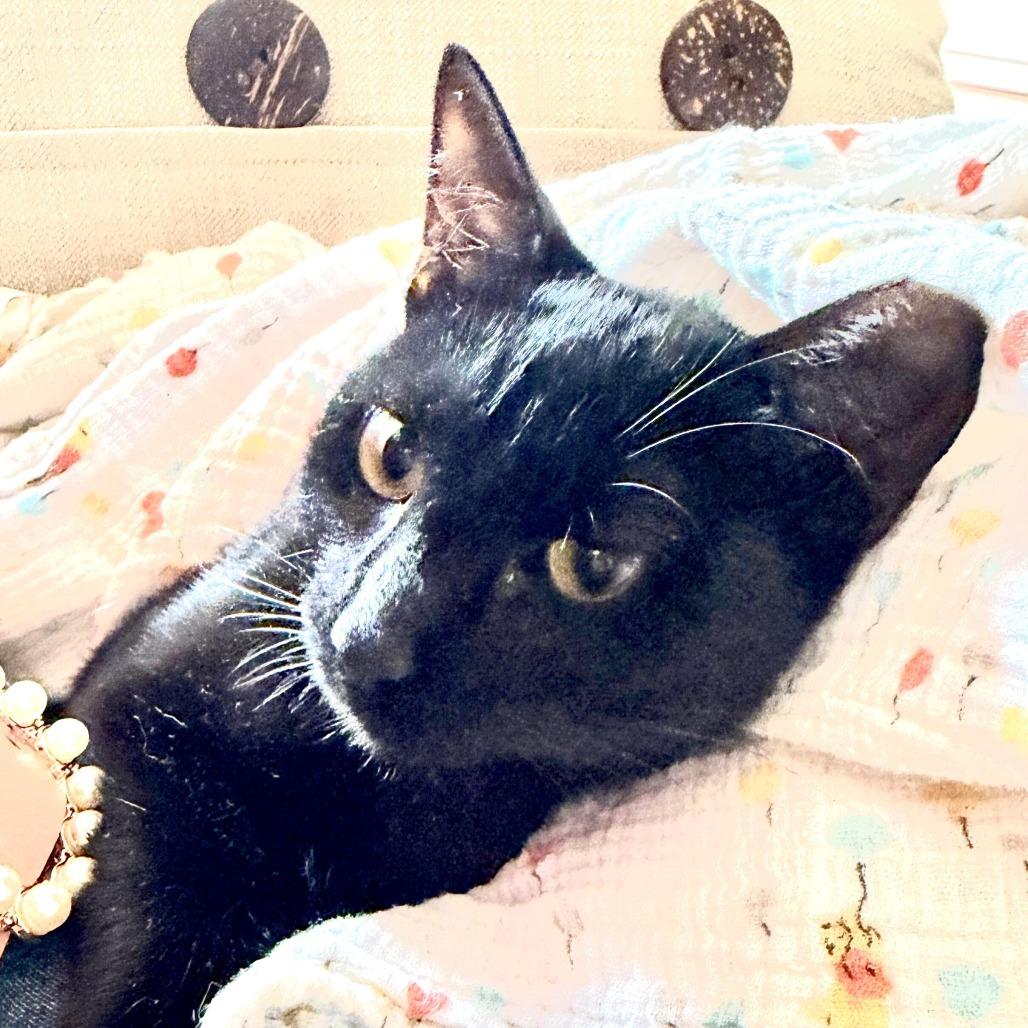 Sally, a Adoptable Domestic Short Hair in Prosper, TX image 3/6