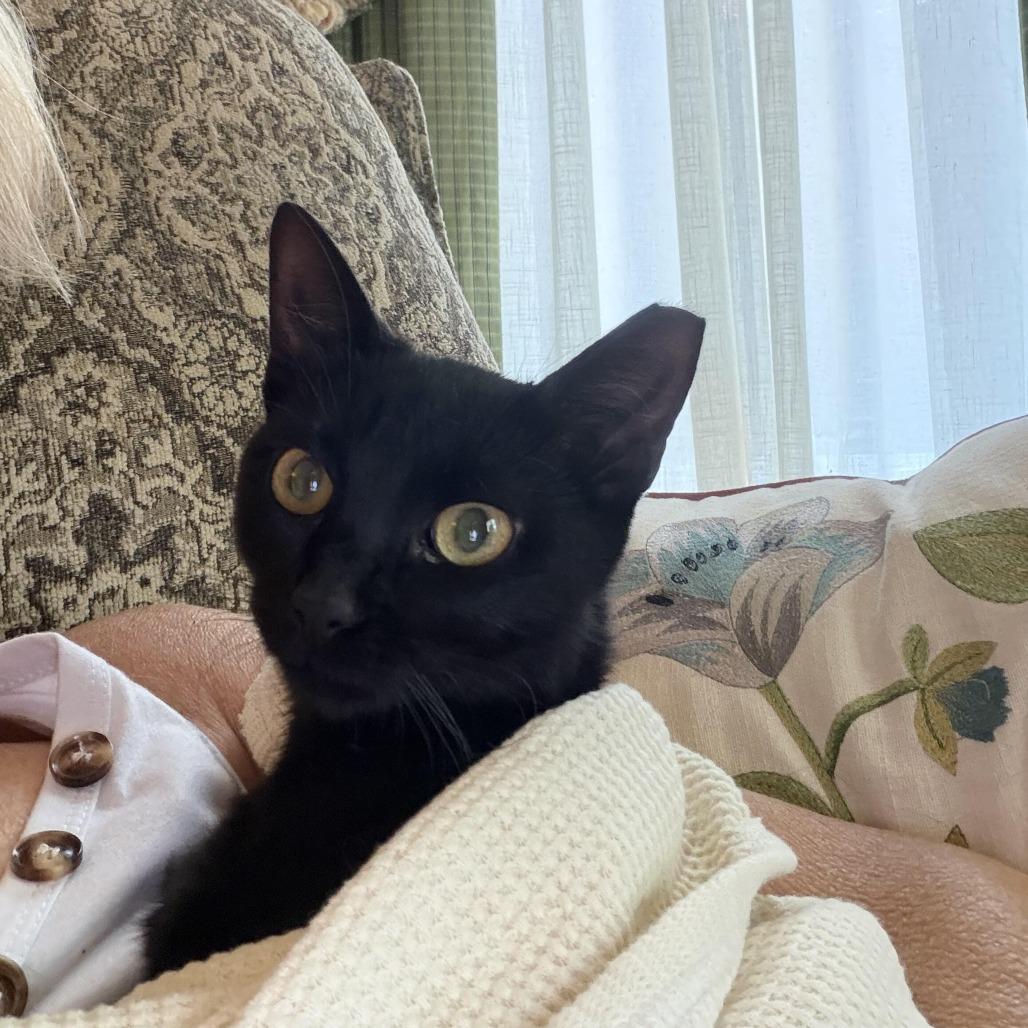 Sally, a Adoptable Domestic Short Hair in Prosper, TX image 4/6