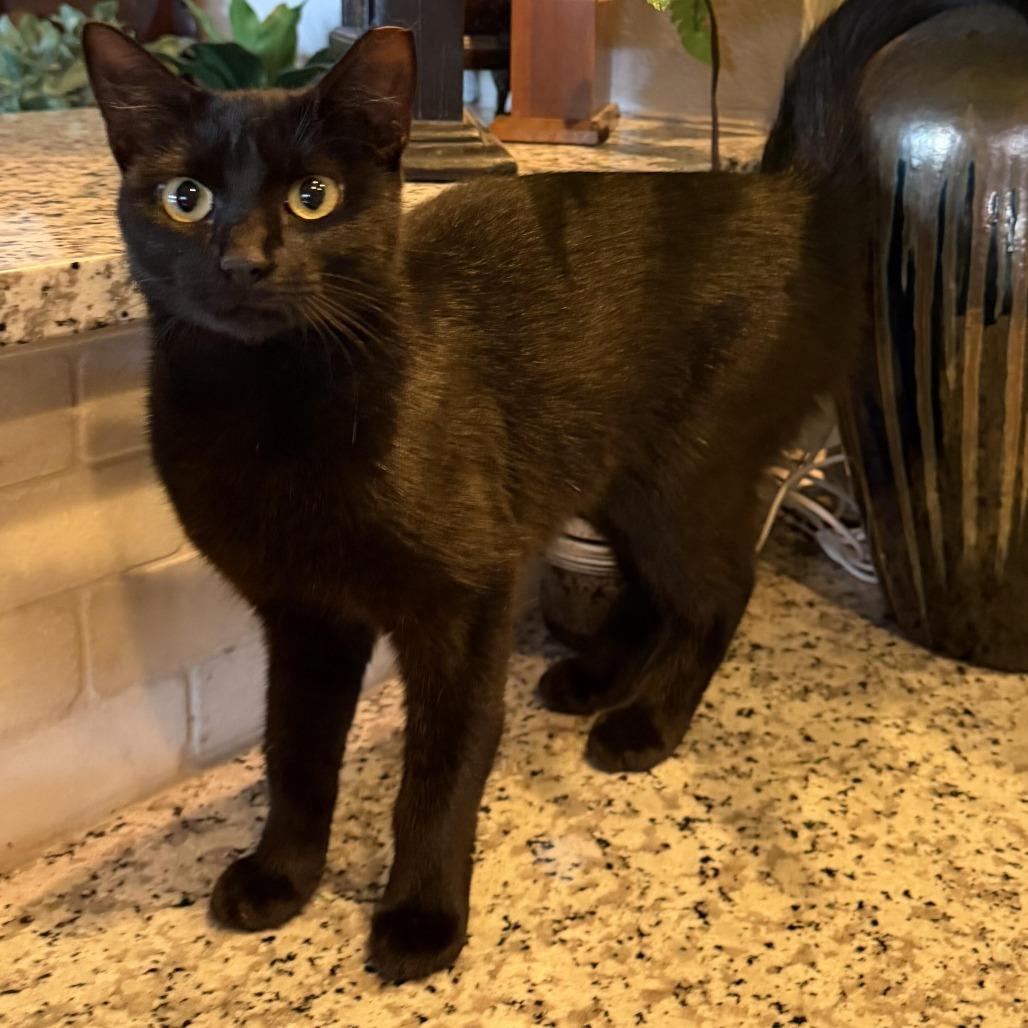 Sally, a Adoptable Domestic Short Hair in Prosper, TX image 5/6