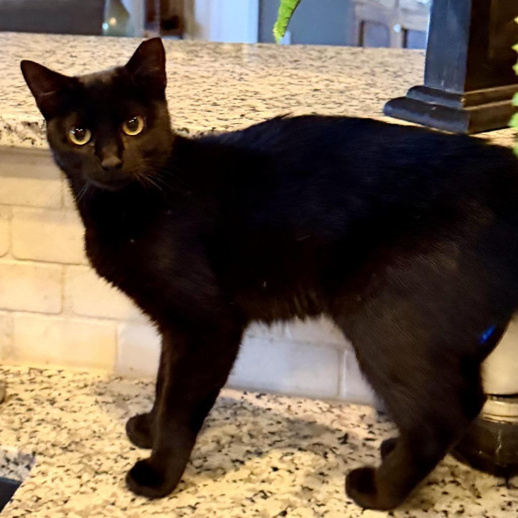 Sally, a Adoptable Domestic Short Hair in Prosper, TX image 6/6