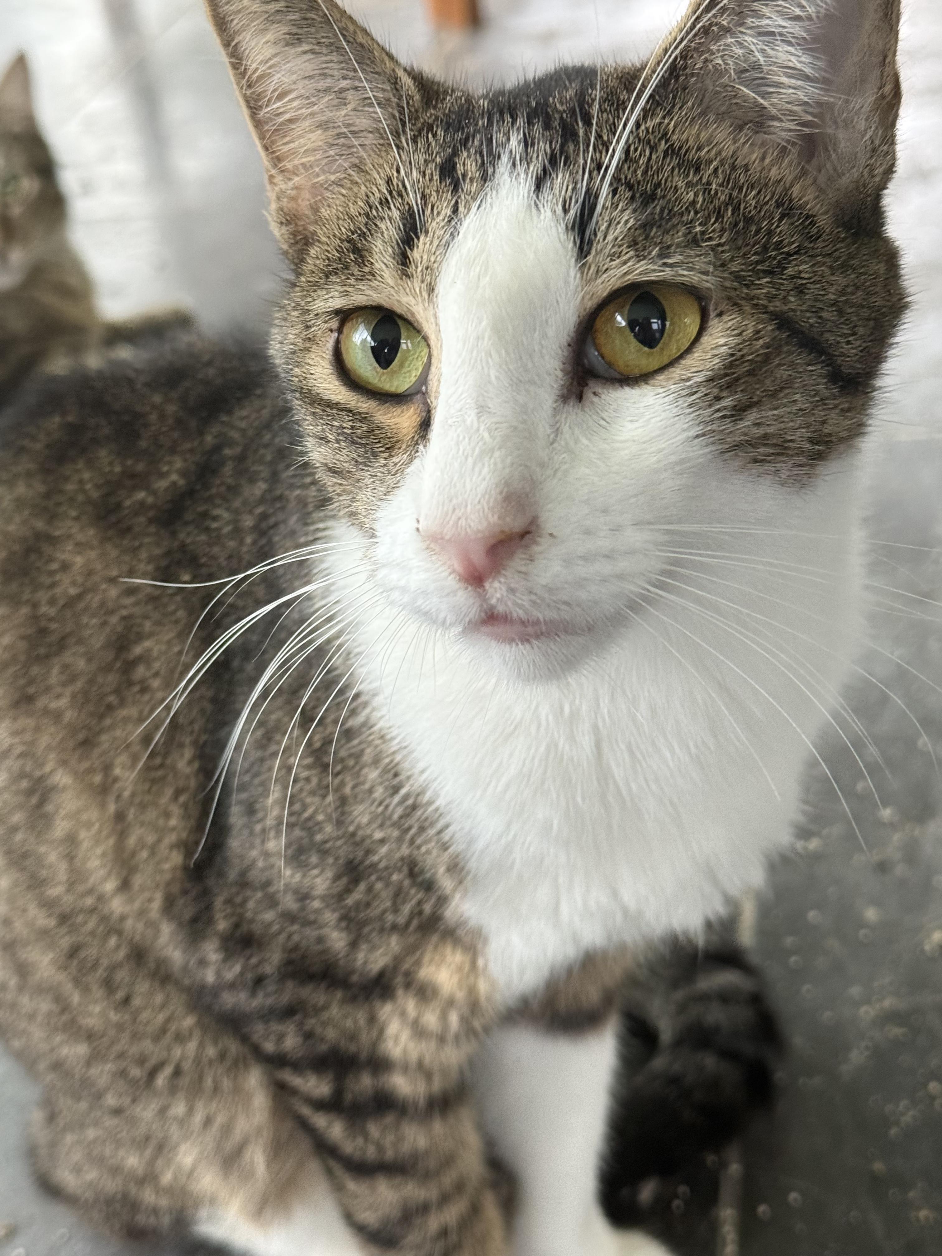 Aladin, Adoptable, Young Male Domestic Short Hair.