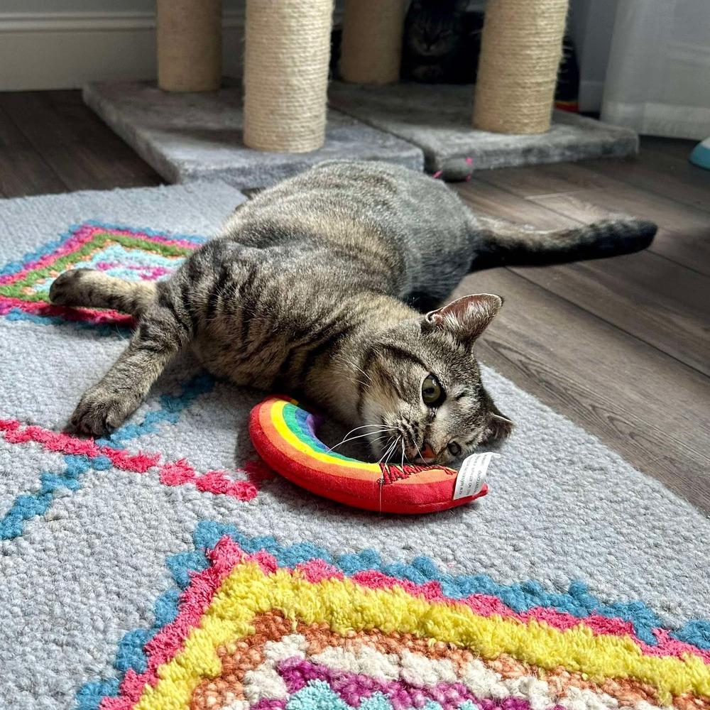 Cricket, Adoptable, Young Female Domestic Short Hair.