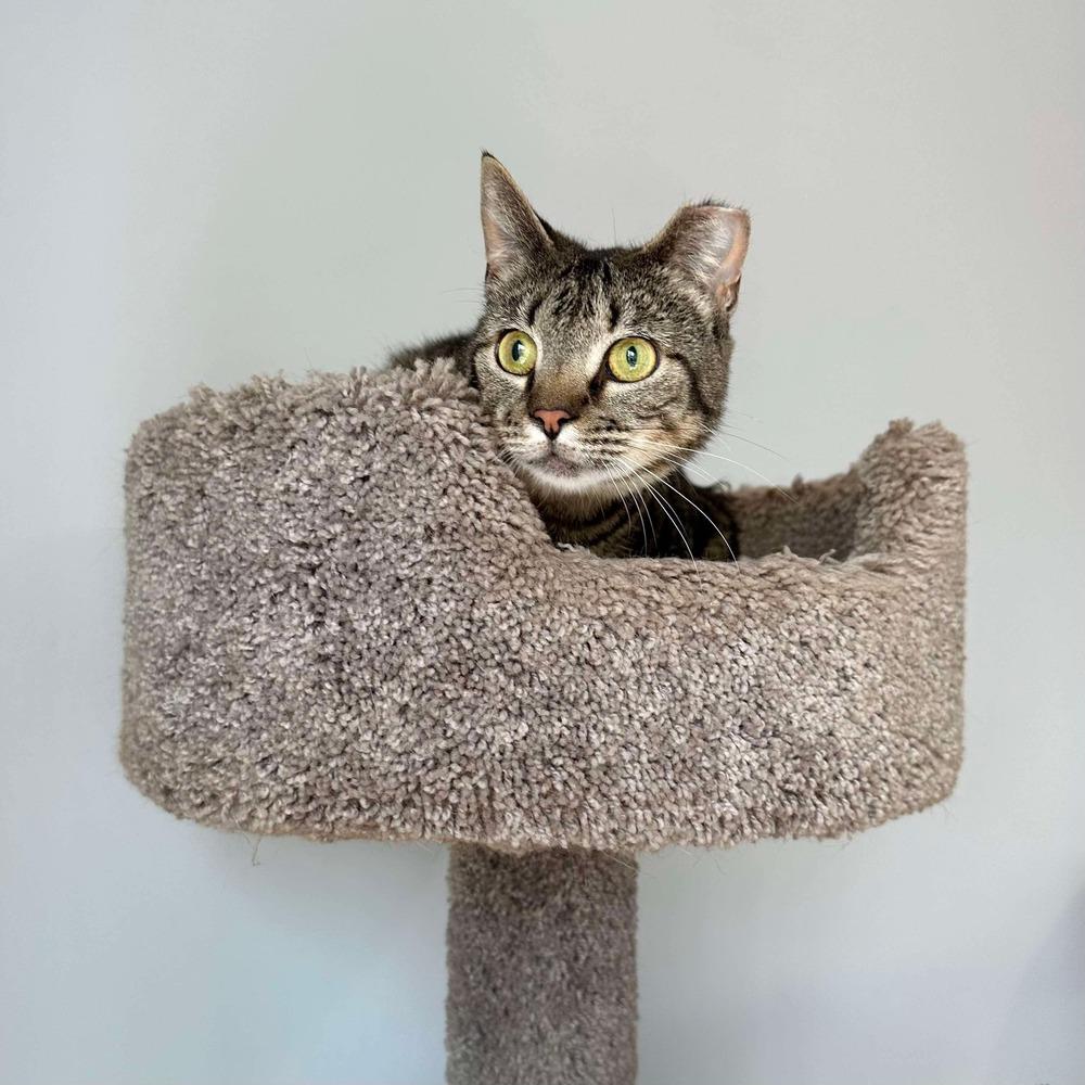 Enlarge Cricket, a Adoptable Domestic Short Hair in Raleigh, NC image 2/6