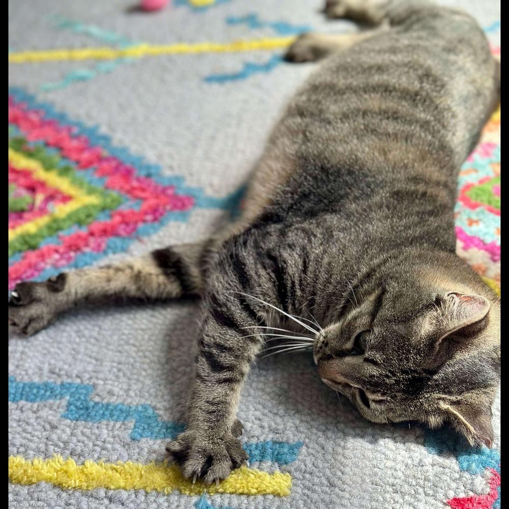 Enlarge Cricket, a Adoptable Domestic Short Hair in Raleigh, NC image 3/6