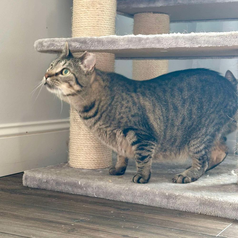 Enlarge Cricket, a Adoptable Domestic Short Hair in Raleigh, NC image 4/6