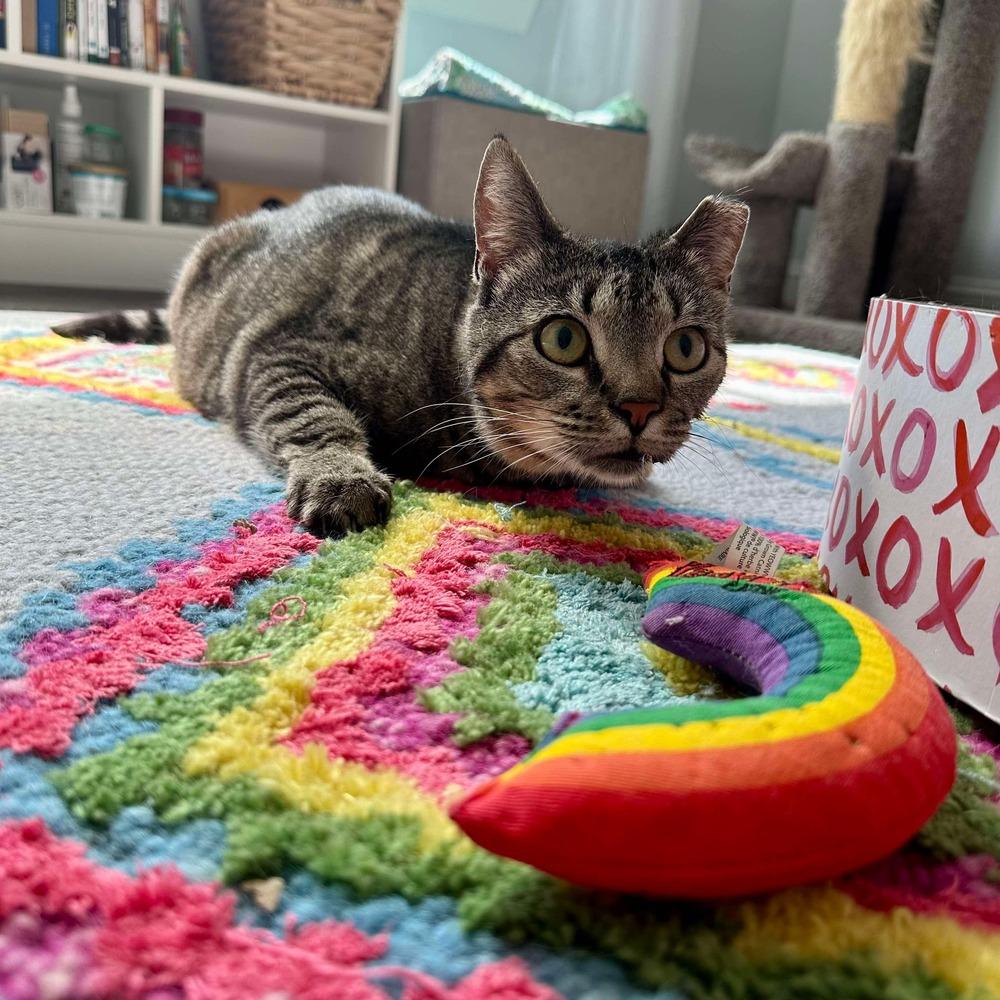 Enlarge Cricket, a Adoptable Domestic Short Hair in Raleigh, NC image 5/6