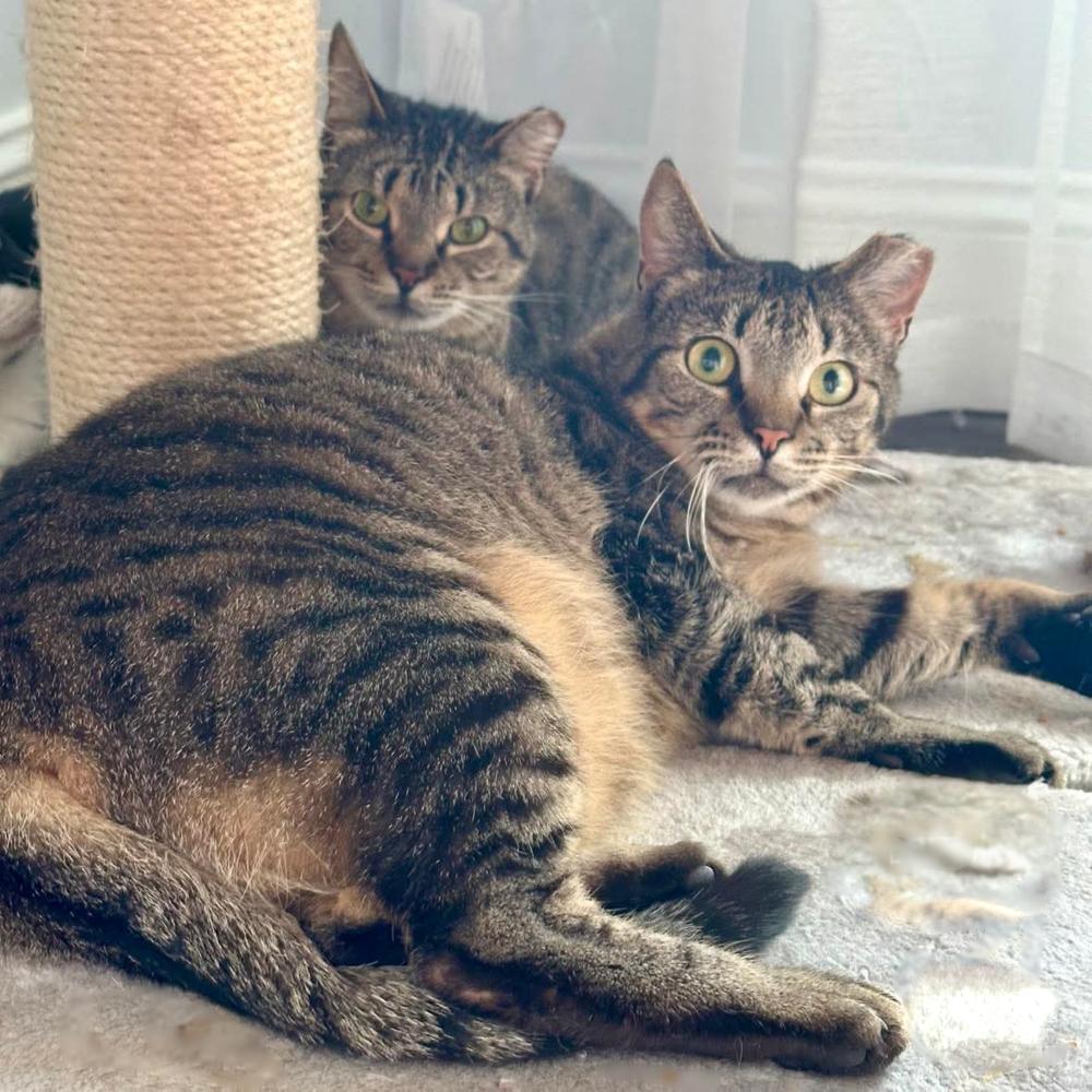 Enlarge Cricket, a Adoptable Domestic Short Hair in Raleigh, NC image 6/6