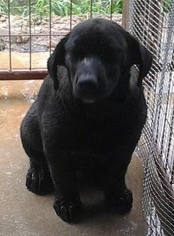 Enlarge Cuddle Bear, a Adoptable mixed breed in Floresville, TX image 1/1