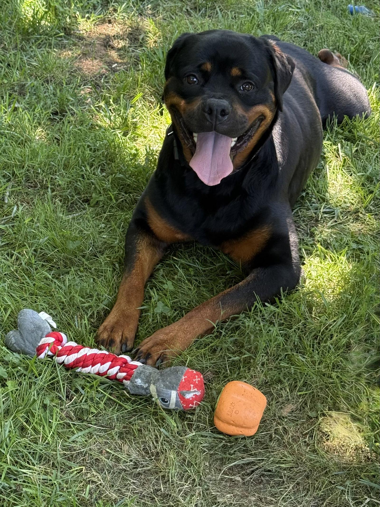 Fudgie, Adoptable, Adult Female Rottweiler.