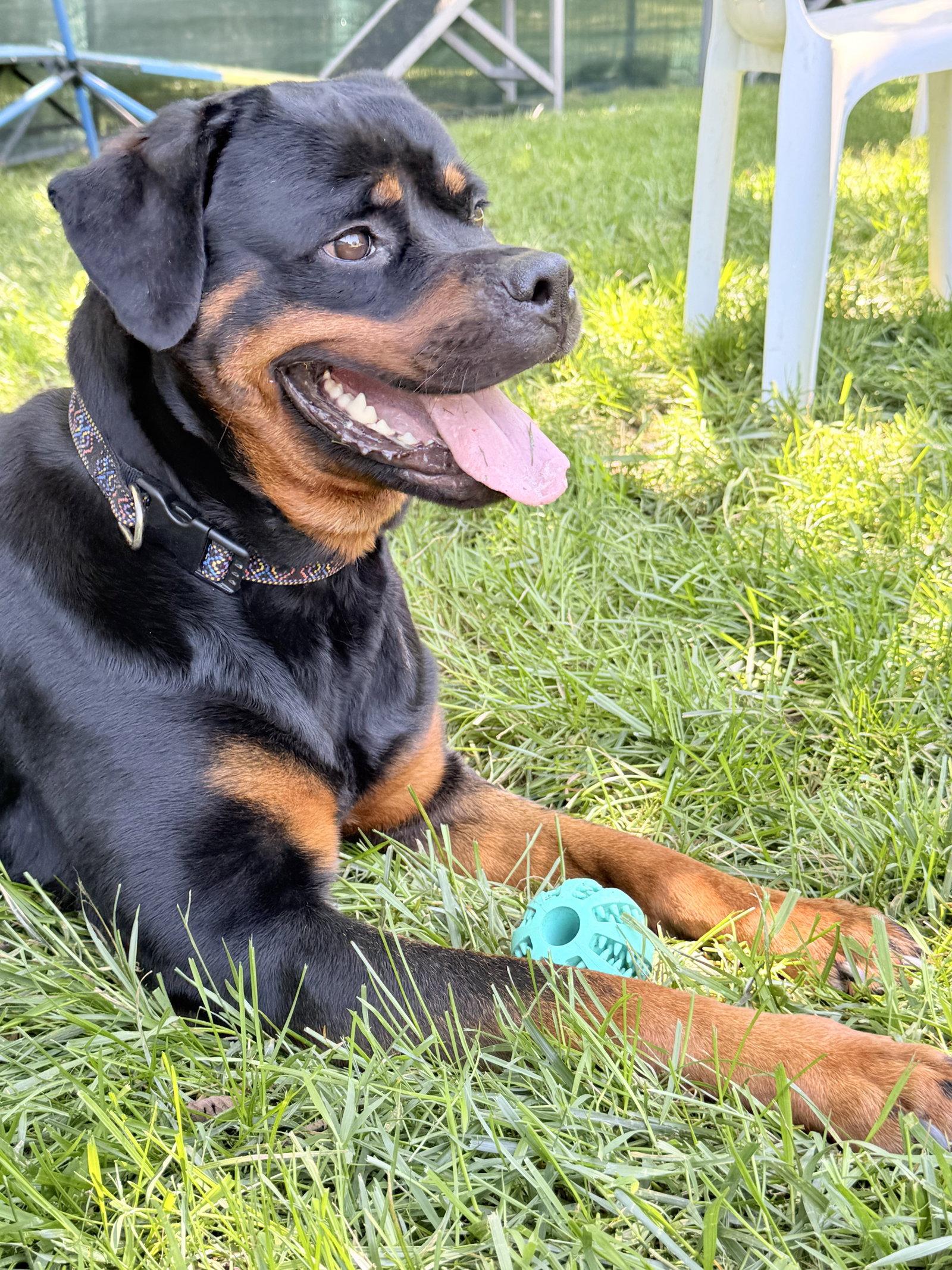 Fudgie, a Adoptable Rottweiler in Mooresville, NC image 2/3