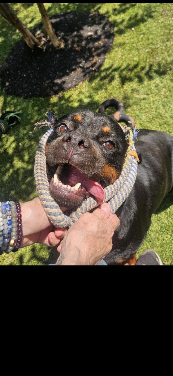 Fudgie, a Adoptable Rottweiler in Mooresville, NC image 3/3