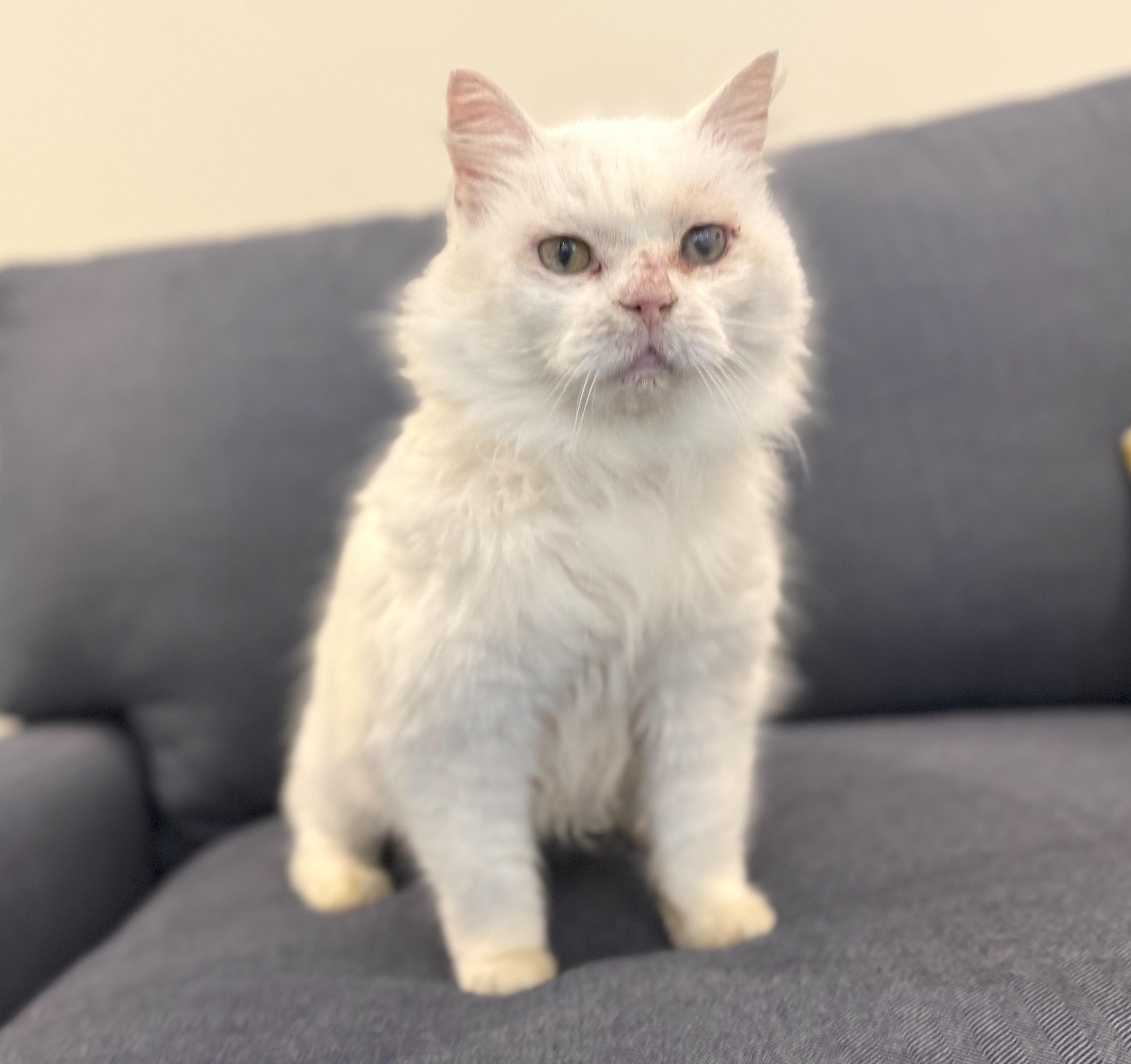 Enlarge Pearl, a Adoptable Domestic Medium Hair in Savannah, GA image 1/1