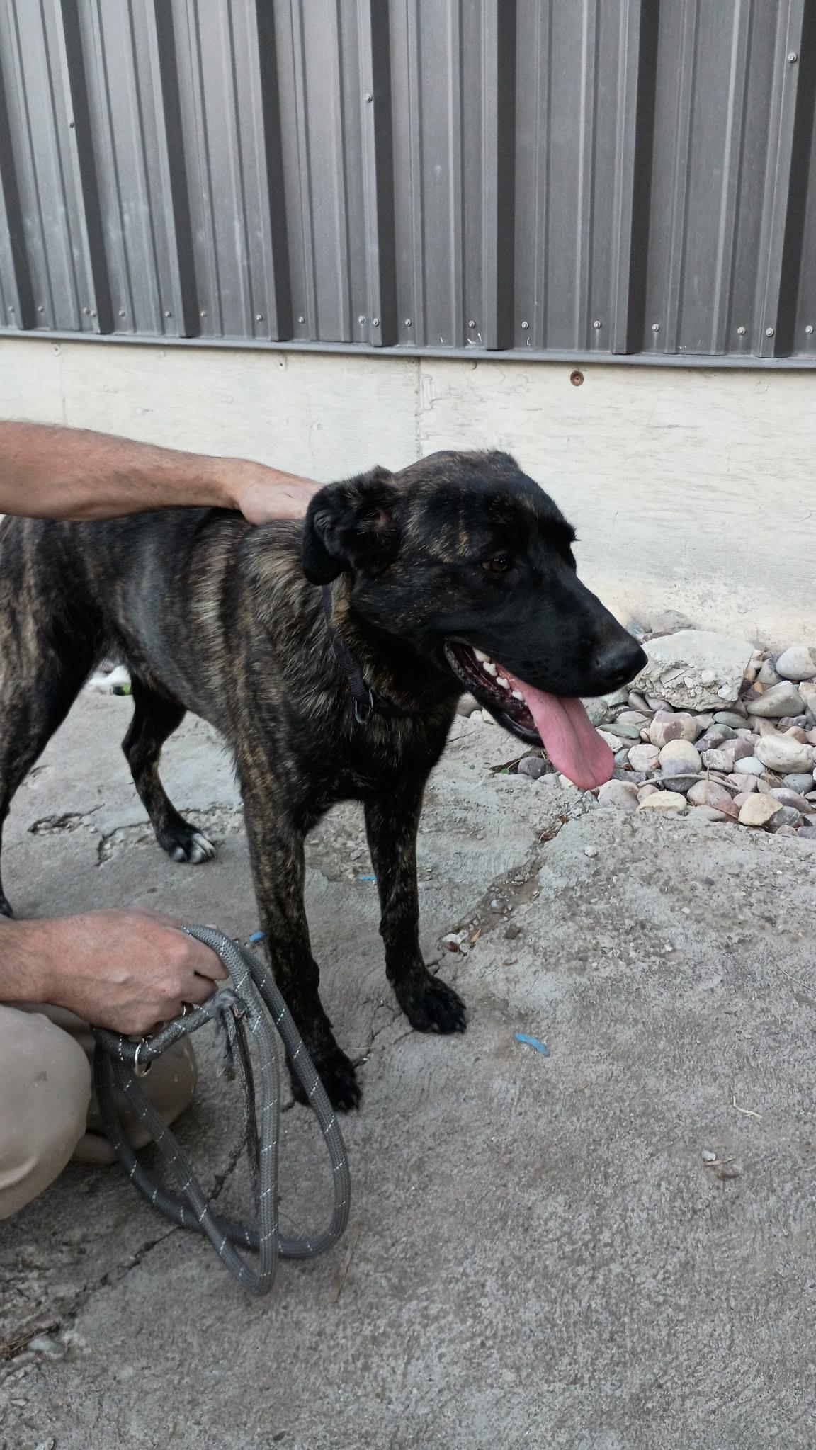 Lucy, an adoptable Dutch Shepherd, Black Labrador Retriever in Pocatello, ID, 83201 | Photo Image 1