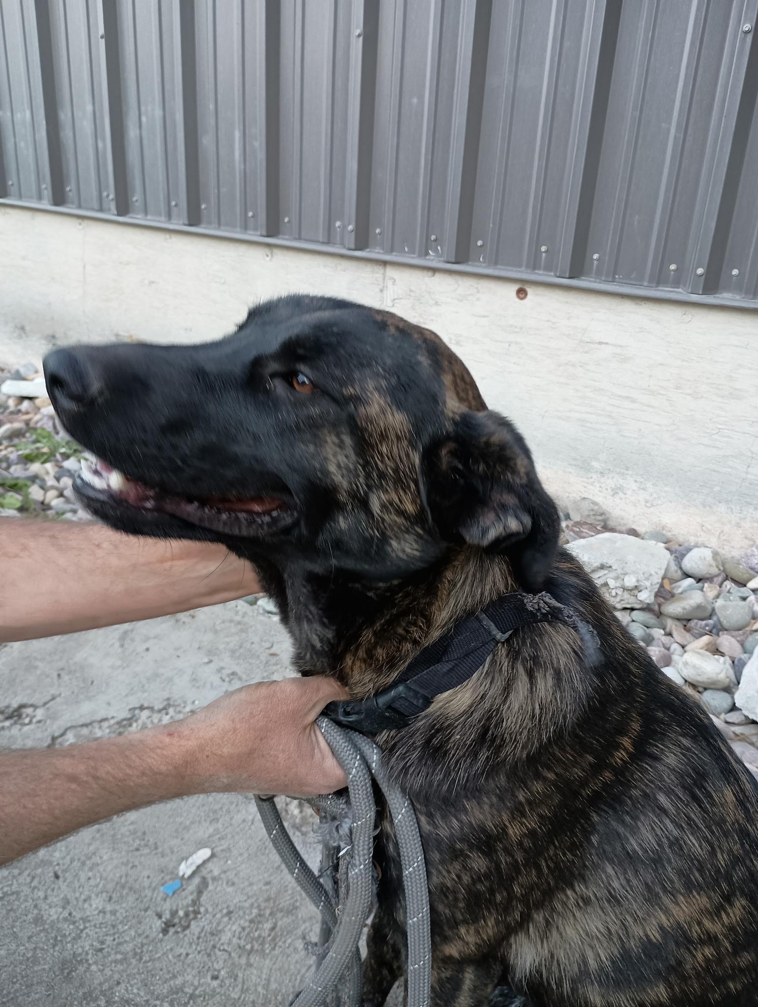 Lucy, a Adoptable mixed breed in Pocatello, ID image 3/4