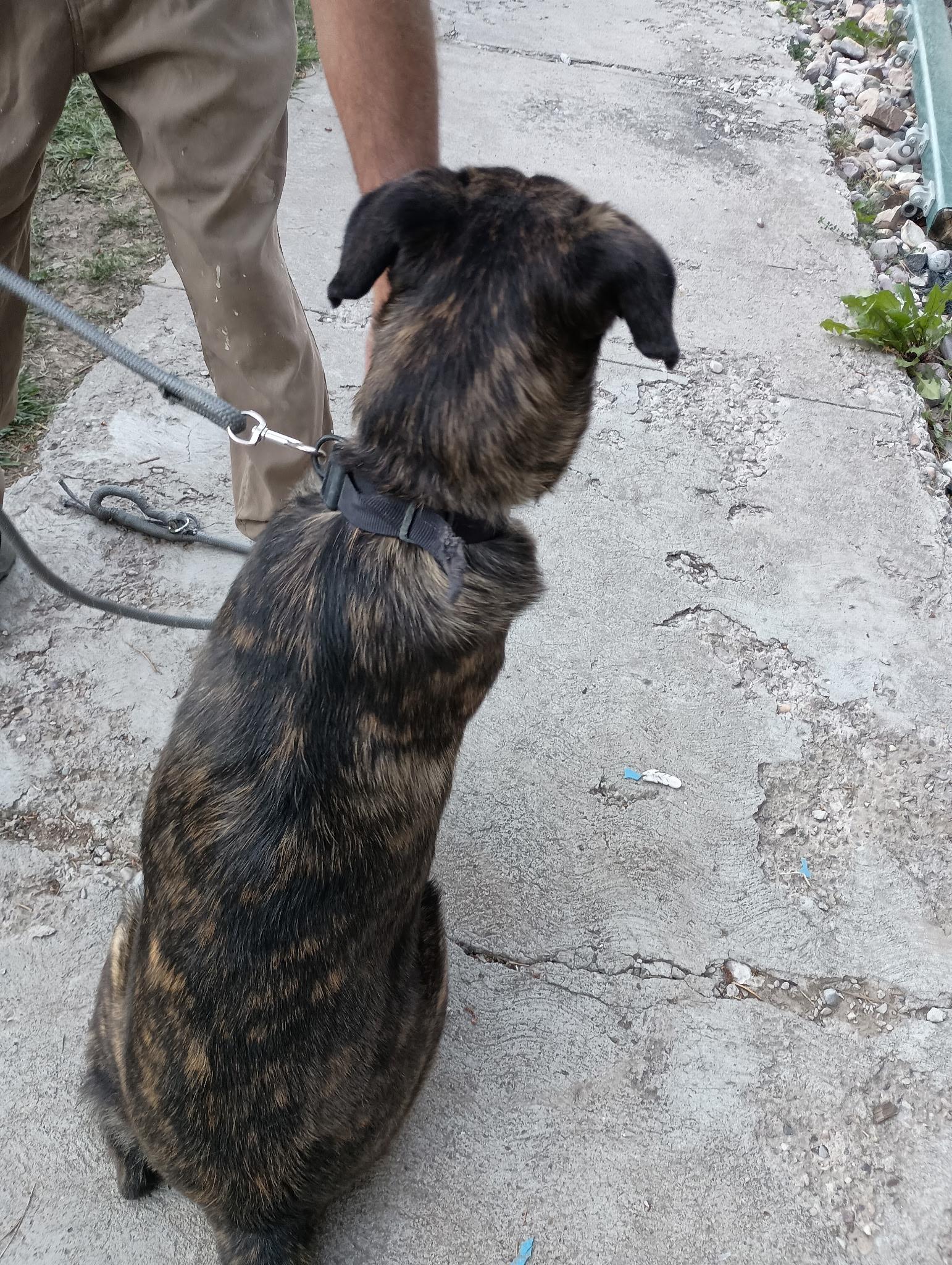 Lucy, an adoptable Dutch Shepherd, Black Labrador Retriever in Pocatello, ID, 83201 | Photo Image 3