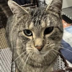 Turk @ Coffee and the Cats