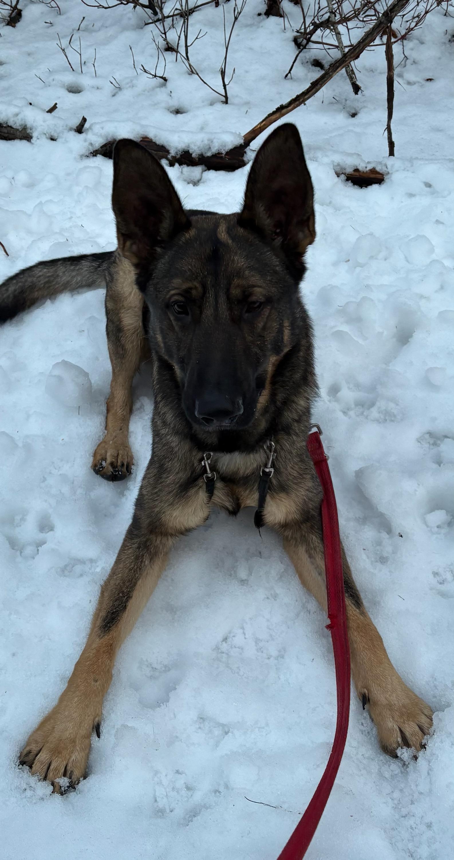 JB aka Rooster, ADOPTABLE, Young Male German Shepherd Dog.