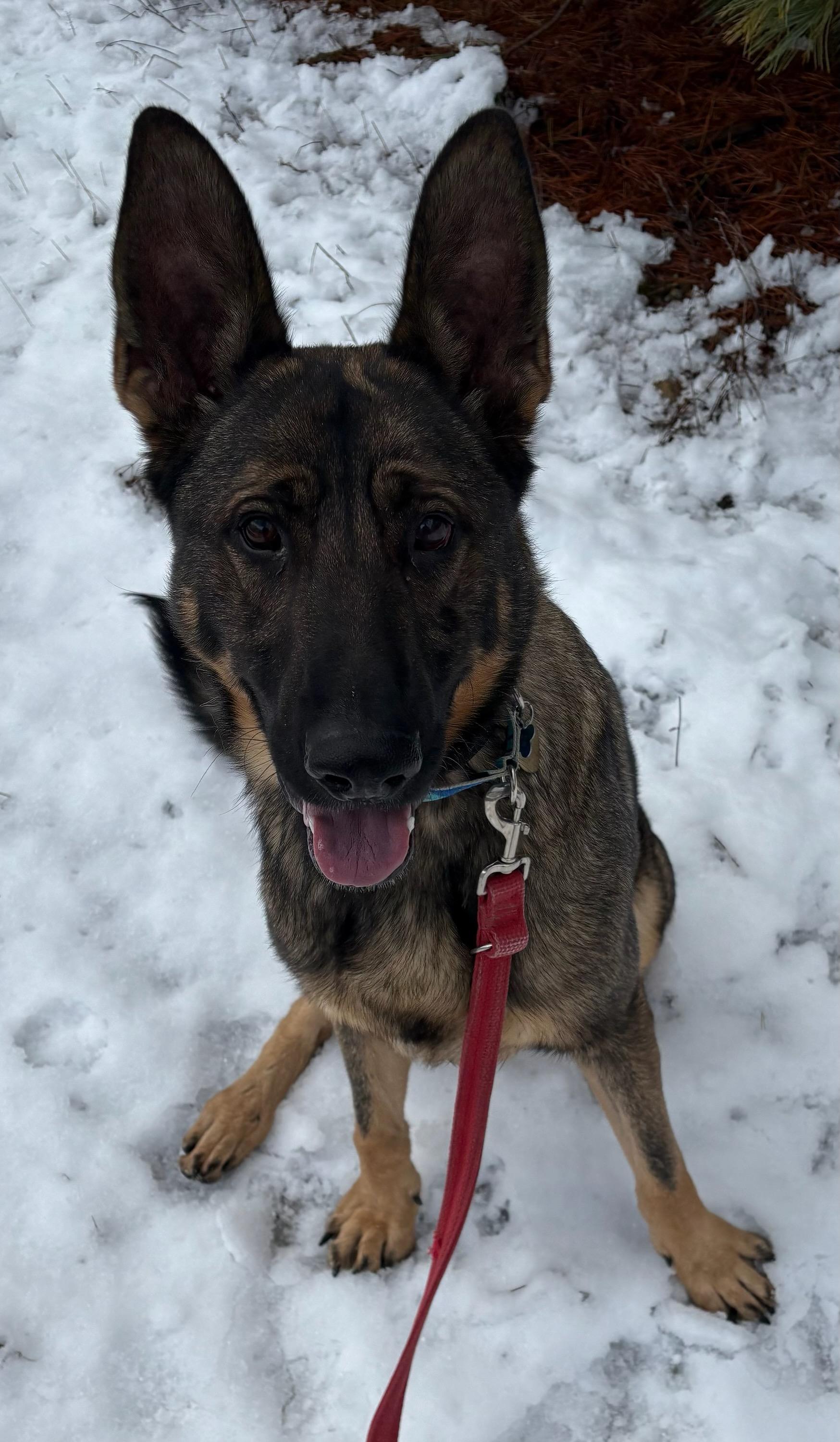 Enlarge JB aka Rooster, a ADOPTABLE German Shepherd Dog in Kellogg, ID image 2/3