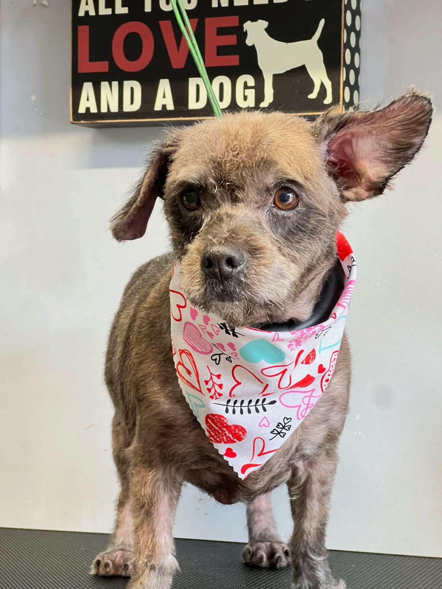 JD, a Adoptable Terrier in Katy, TX image 1/3