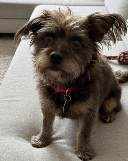 JD, a Adoptable Terrier in Katy, TX image 2/3