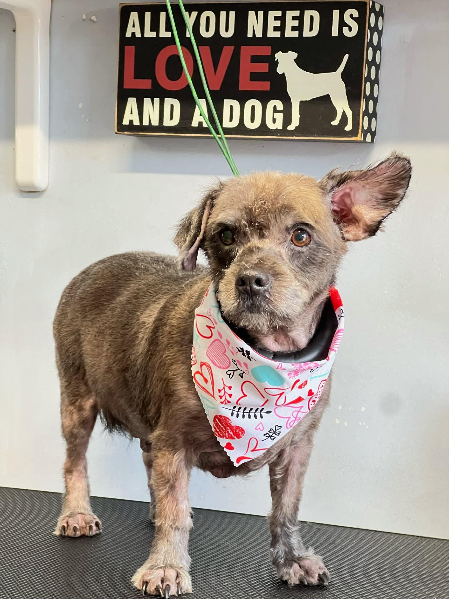 JD, a Adoptable Terrier in Katy, TX image 3/3