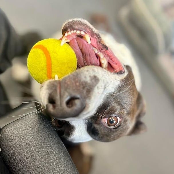 Autumn the Tripod, a Adoptable mixed breed in Cranston, RI image 1/5