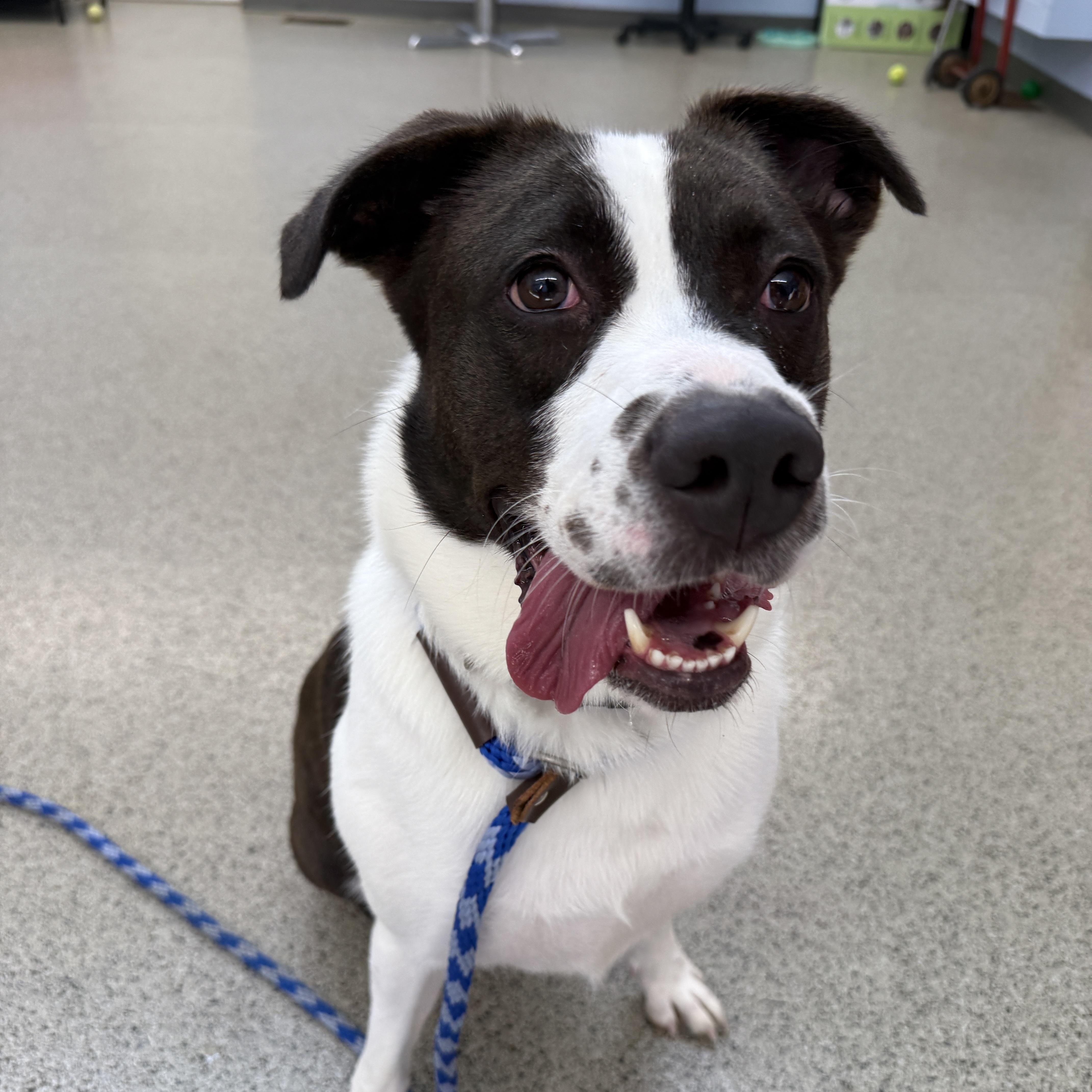 Enlarge Autumn the Tripod, a Adoptable mixed breed in Cranston, RI image 5/6