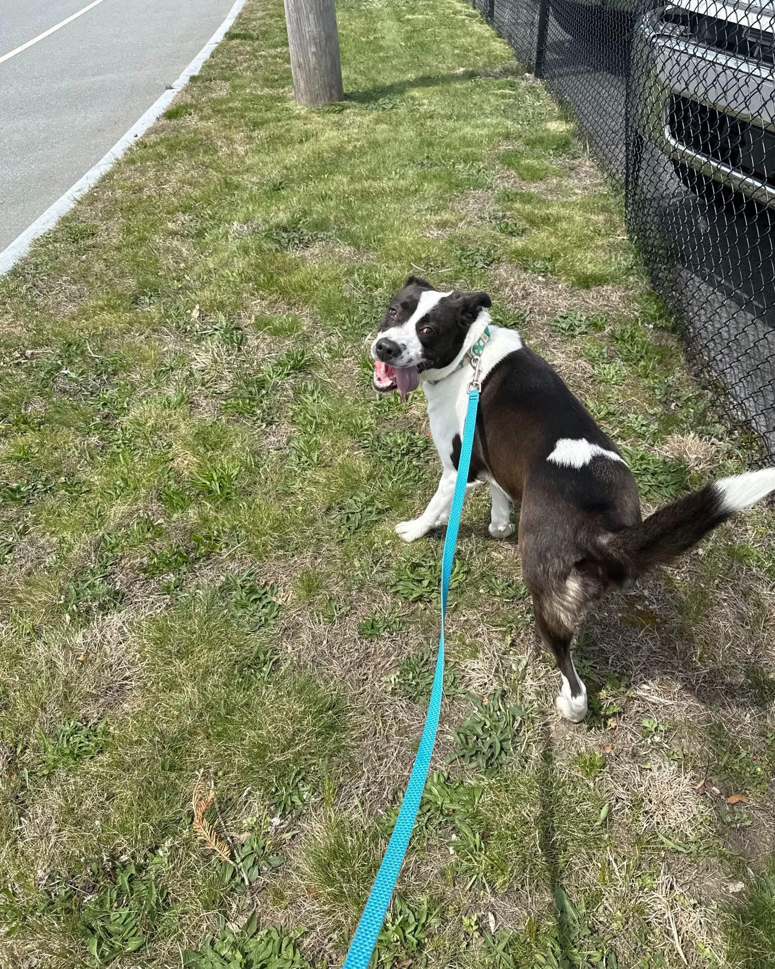 Enlarge Autumn the Tripod, a Adoptable mixed breed in Cranston, RI image 4/6