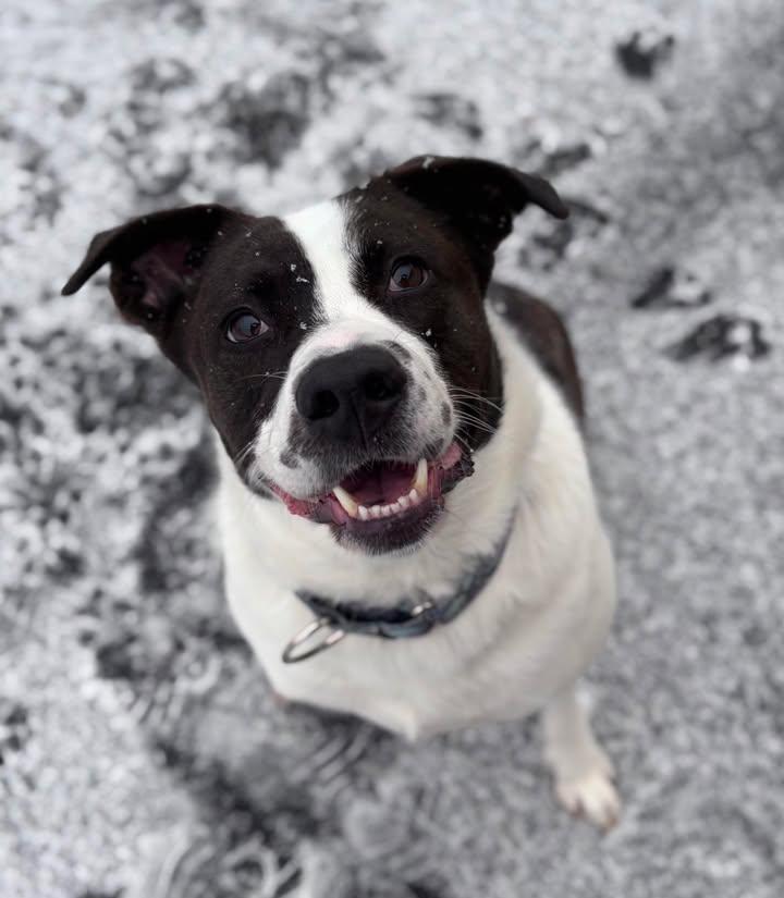 Autumn the Tripod, a Adoptable mixed breed in Cranston, RI image 4/5