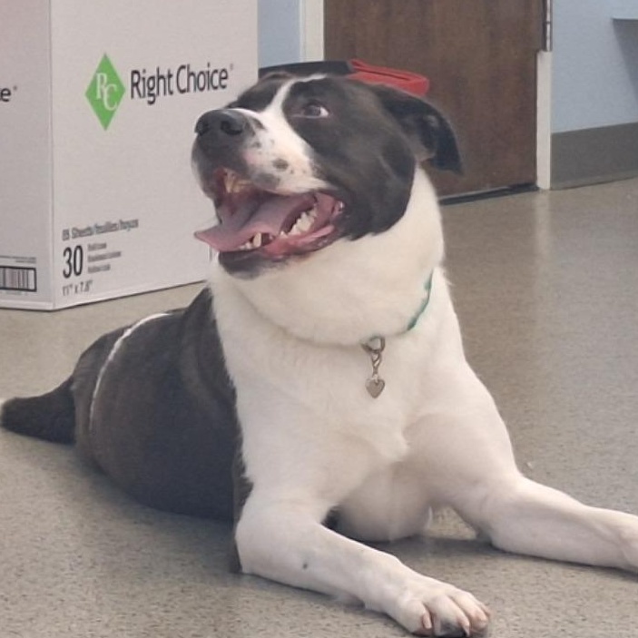 Enlarge Autumn the Tripod, a Adoptable mixed breed in Cranston, RI image 2/6