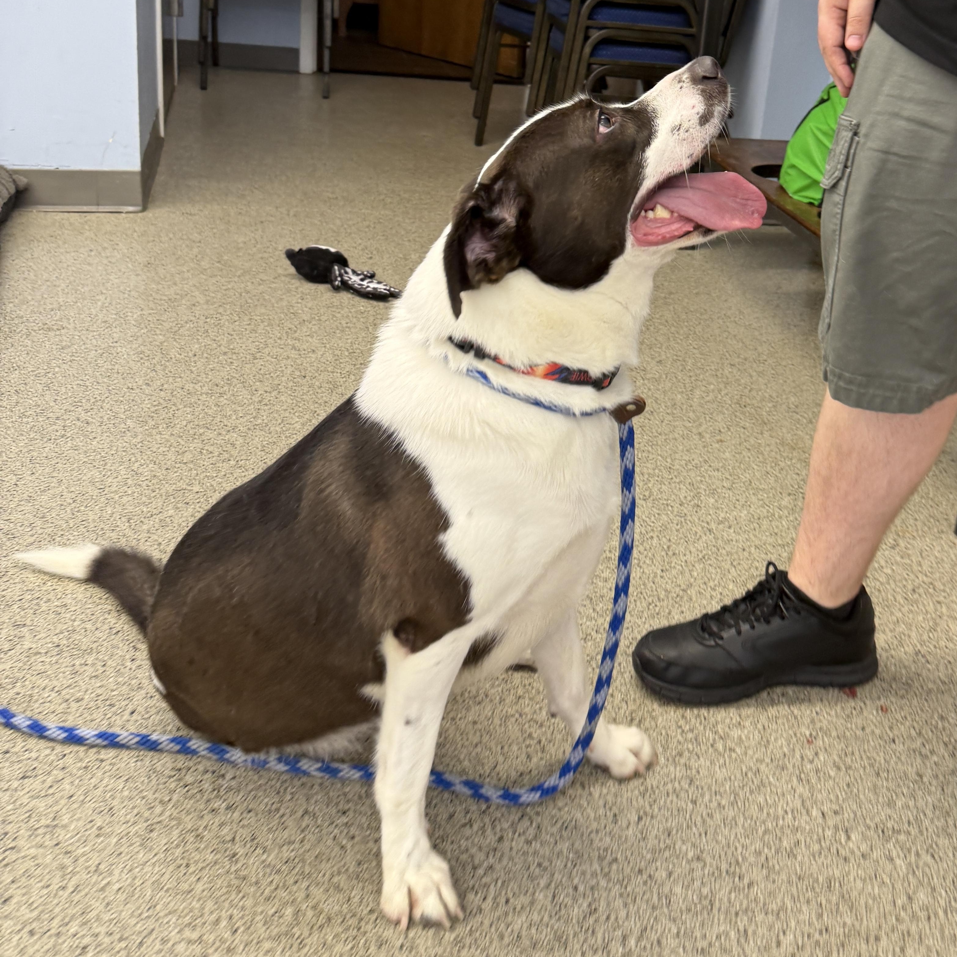 Enlarge Autumn the Tripod, a Adoptable mixed breed in Cranston, RI image 4/6