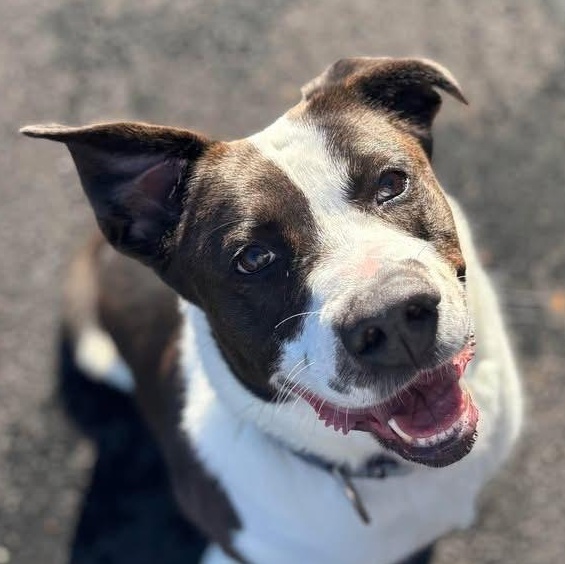 Autumn the Tripod, Adoptable, Young Female Pit Bull Terrier & Labrador Retriever.