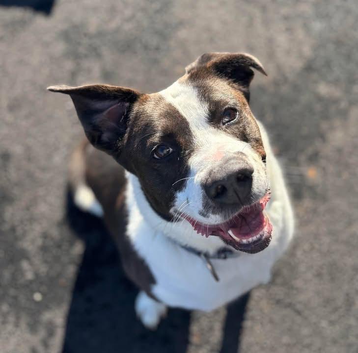 Enlarge Autumn the Tripod, a Adoptable mixed breed in Cranston, RI image 5/6