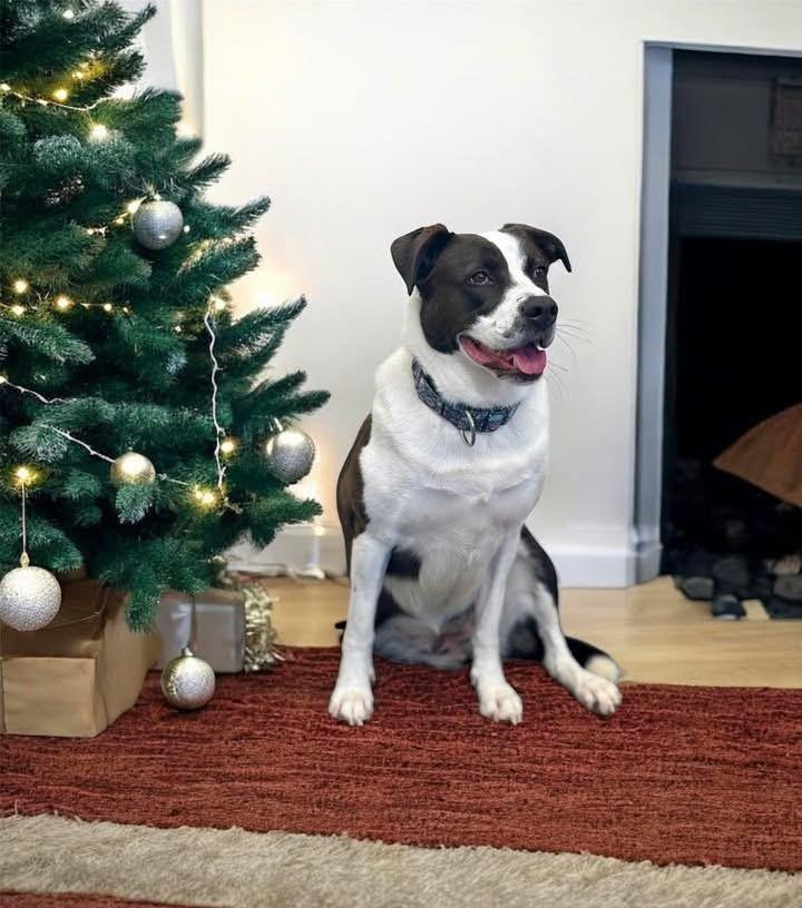 Enlarge Autumn the Tripod, a Adoptable mixed breed in Cranston, RI image 6/6