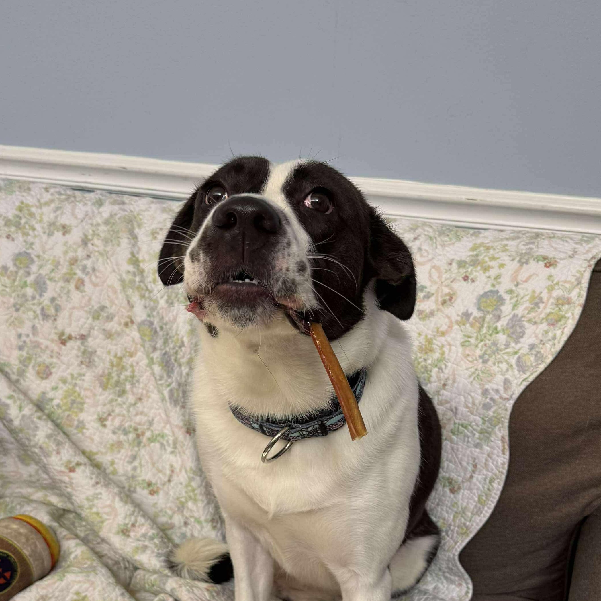 Enlarge Autumn the Tripod, a Adoptable mixed breed in Cranston, RI image 6/6