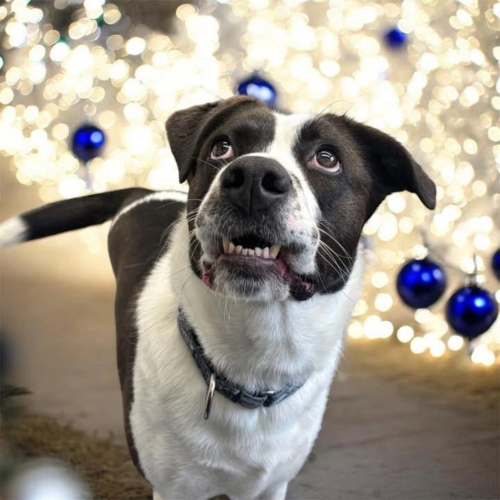 Enlarge Autumn the Tripod, a Adoptable mixed breed in Cranston, RI image 3/6