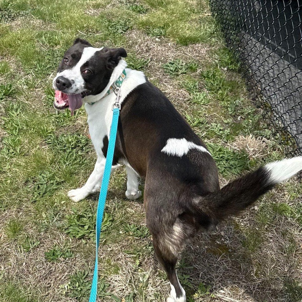 Enlarge Autumn the Tripod, a Adoptable mixed breed in Cranston, RI image 1/6