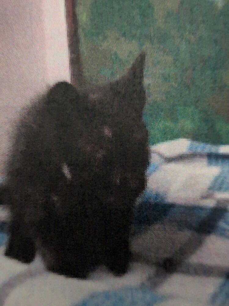 Barta, Adoptable, Kitten Female Domestic Short Hair.