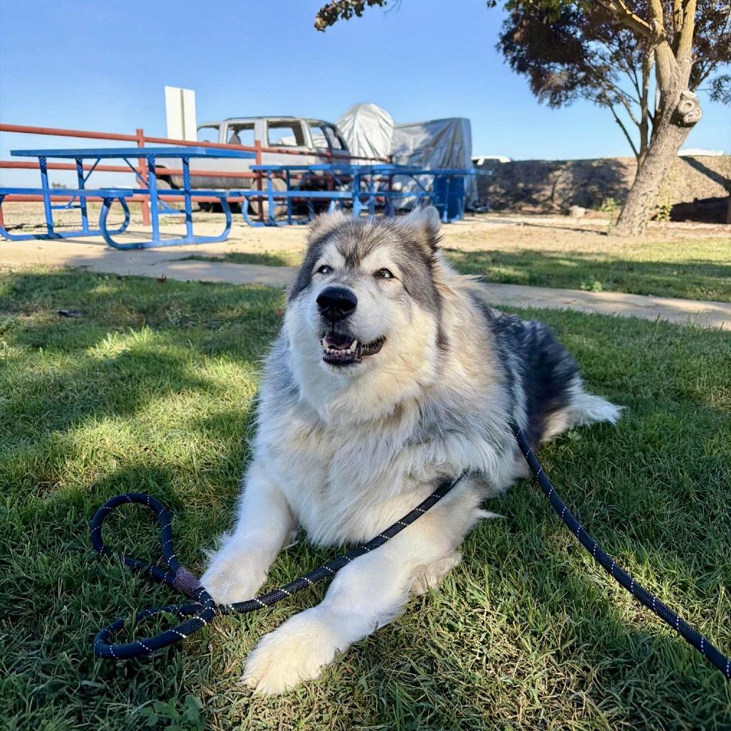 Paris Hilton, Adoptable, Adult Female Alaskan Malamute & Husky.