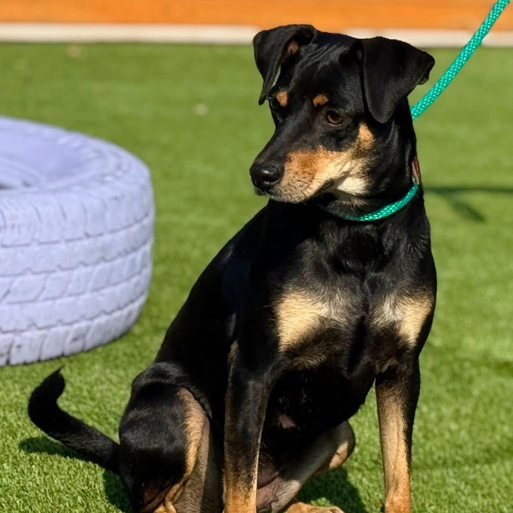 Enlarge Glory, a Adoptable mixed breed in Austin, TX image 5/6