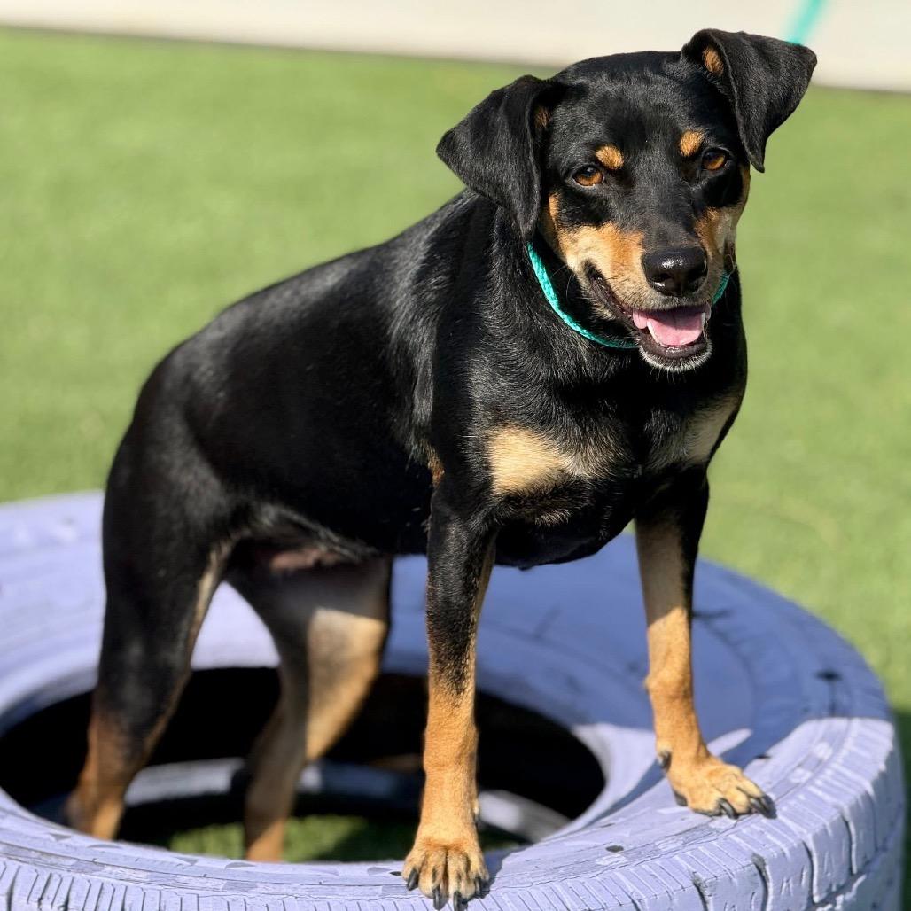 Enlarge Glory, a Adoptable mixed breed in Austin, TX image 6/6