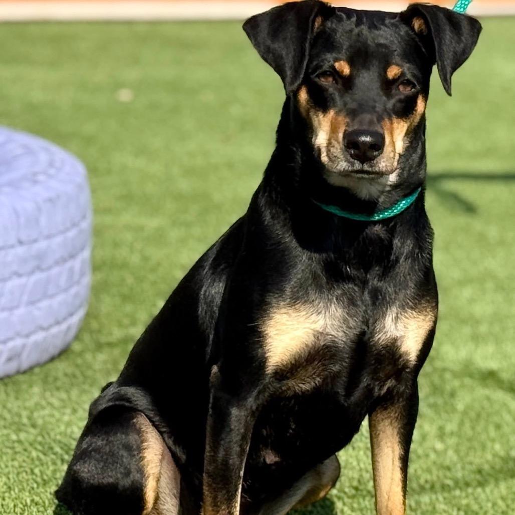 Enlarge Glory, a Adoptable mixed breed in Austin, TX image 1/6
