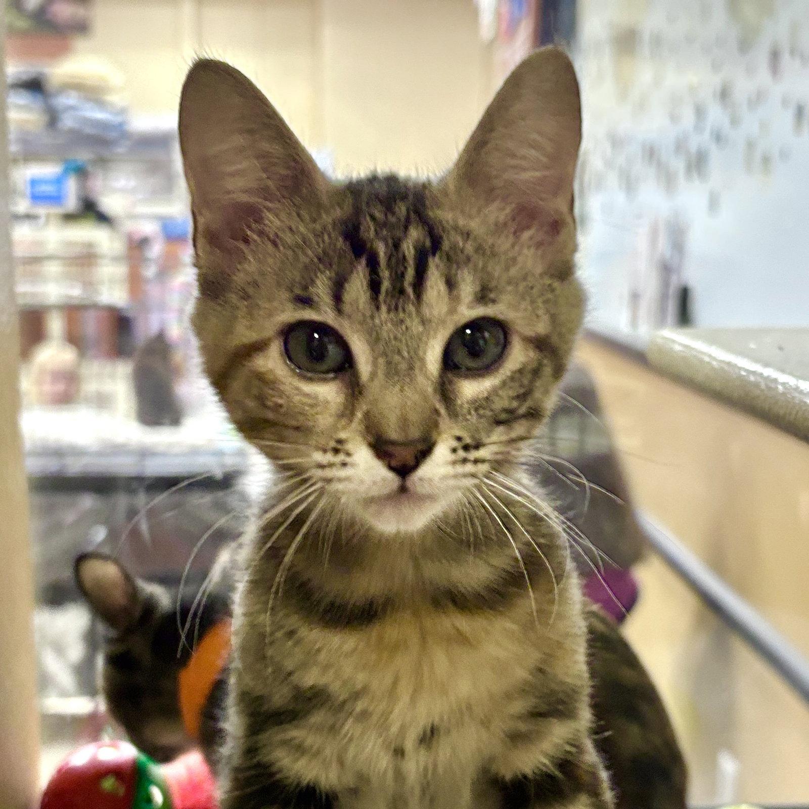 Enlarge Caramel, a Adoptable Domestic Short Hair in Sonora, CA image 1/1