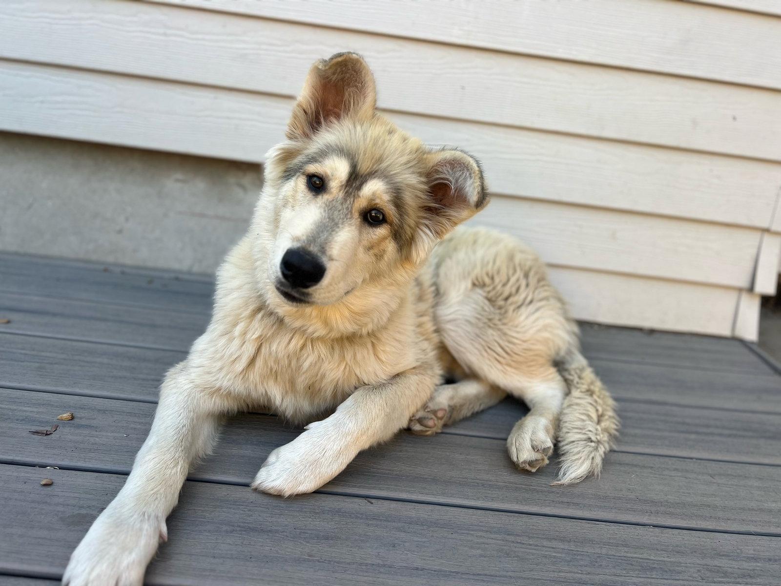 Enlarge KAI, a Adopted Alaskan Malamute in Seattle, WA image 1/3