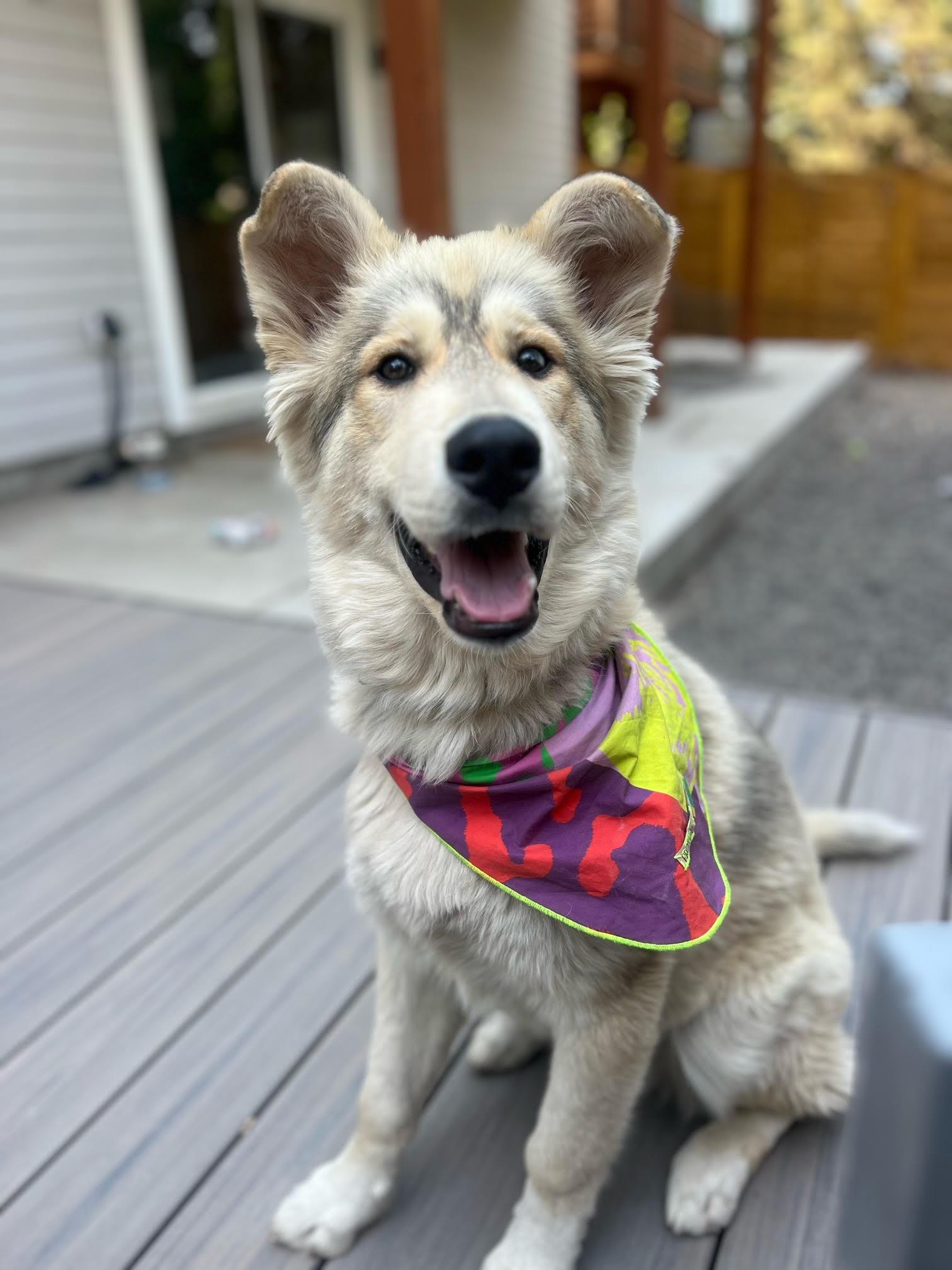 Enlarge KAI, a Adopted Alaskan Malamute in Seattle, WA image 2/3