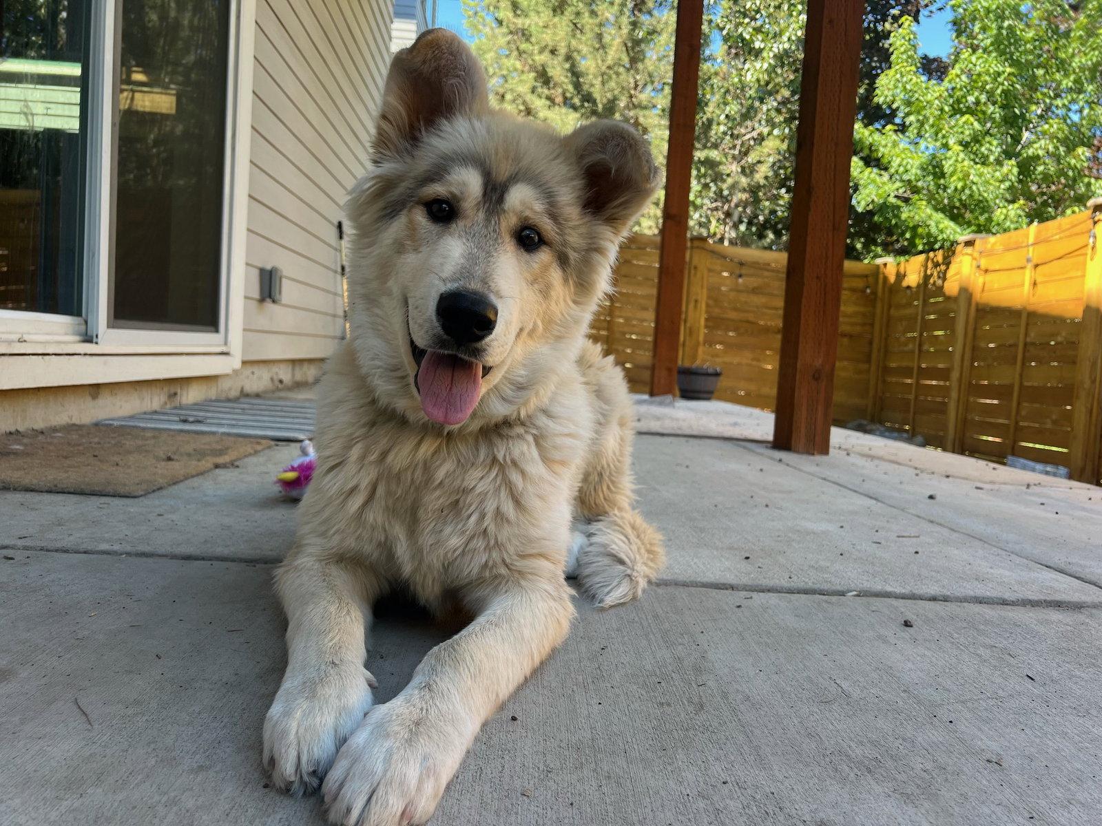 Enlarge KAI, a Adopted Alaskan Malamute in Seattle, WA image 3/3