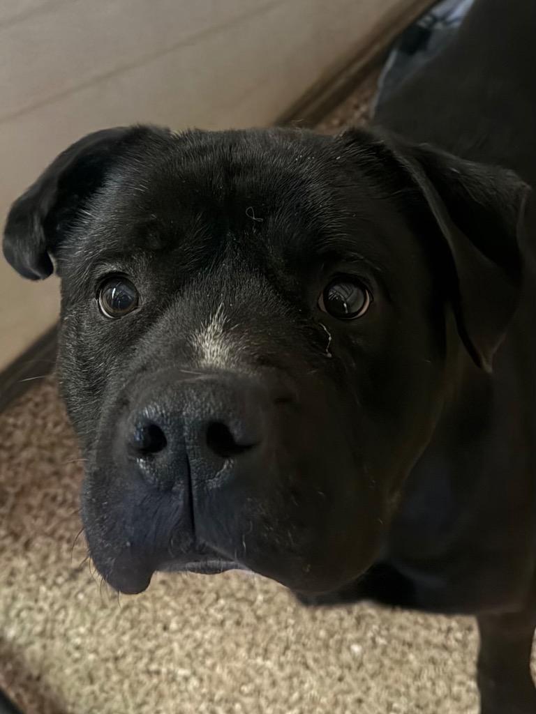 Enlarge Onyx, an adopted Mixed Breed in Columbus, NE image 2/2