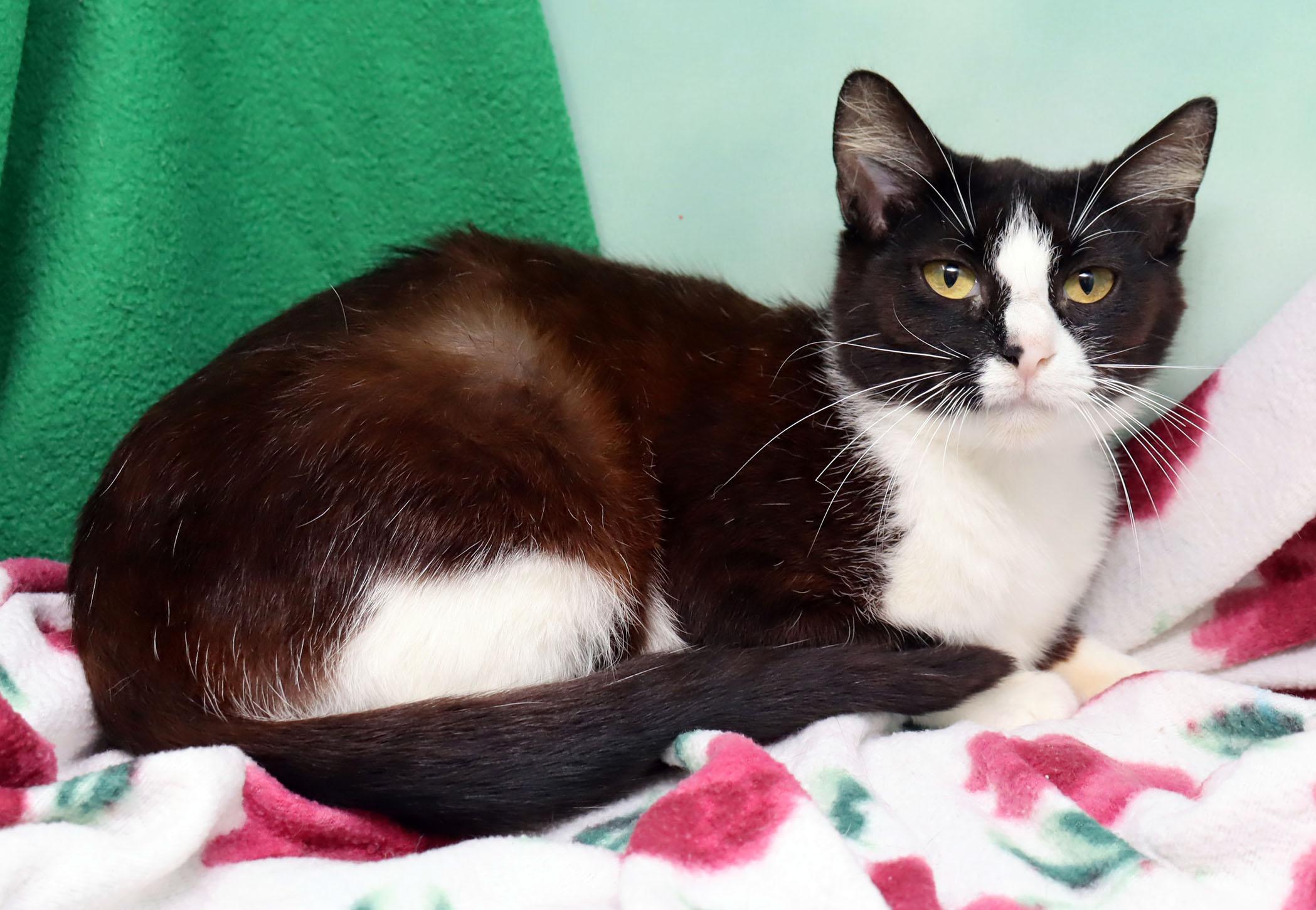 Baby, an adopted Domestic Short Hair in Saint Pete Beach, FL image 2/3